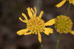 Coastal plain honeycombhead